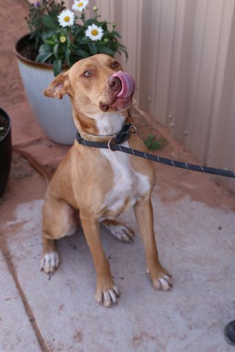 JJ, an adoptable Pit Bull Terrier, Labrador Retriever in Page, AZ, 86040 | Photo Image 5