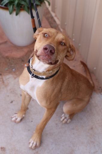 JJ, an adoptable Pit Bull Terrier, Labrador Retriever in Page, AZ, 86040 | Photo Image 6