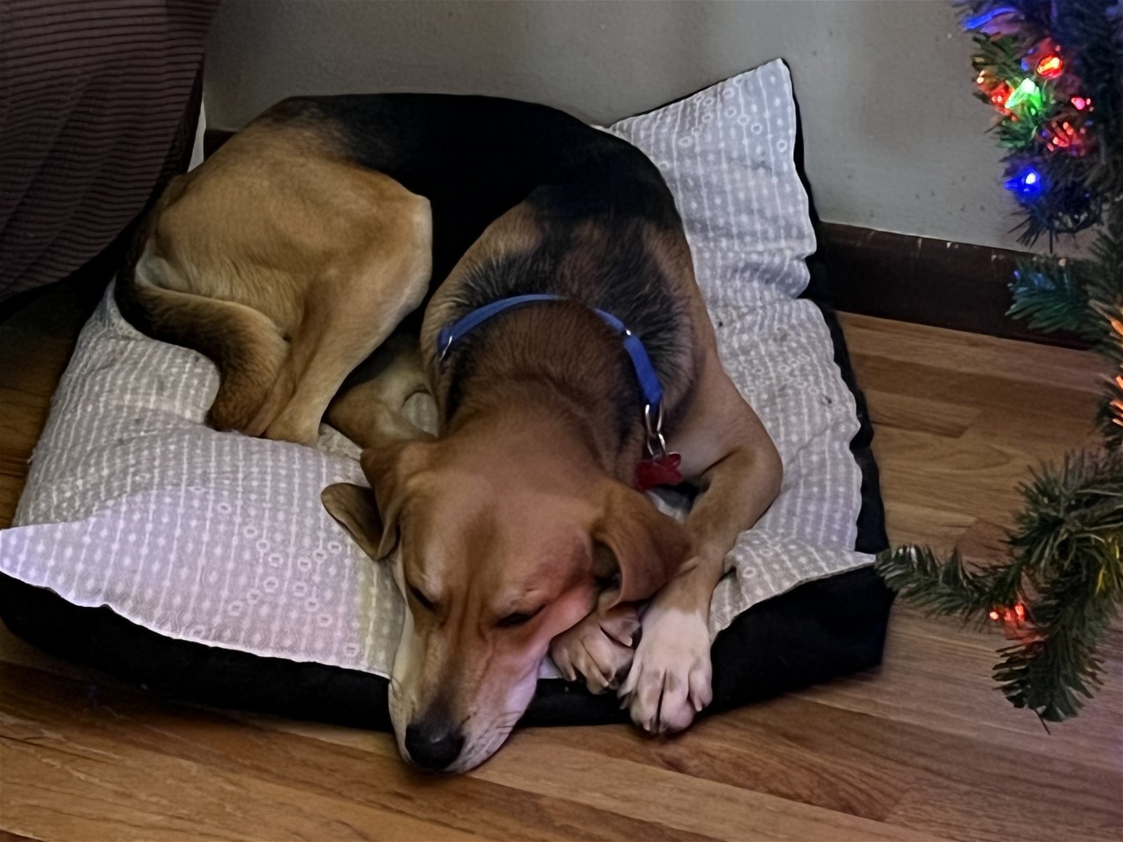 Chestnut, an adoptable Hound, Treeing Walker Coonhound in Cedar Rapids, IA, 52405 | Photo Image 2