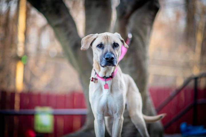 Dakota, an adoptable Yellow Labrador Retriever in Bedford, NY_image-1