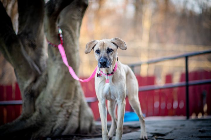 Dakota, an adoptable Yellow Labrador Retriever in Bedford, NY_image-2