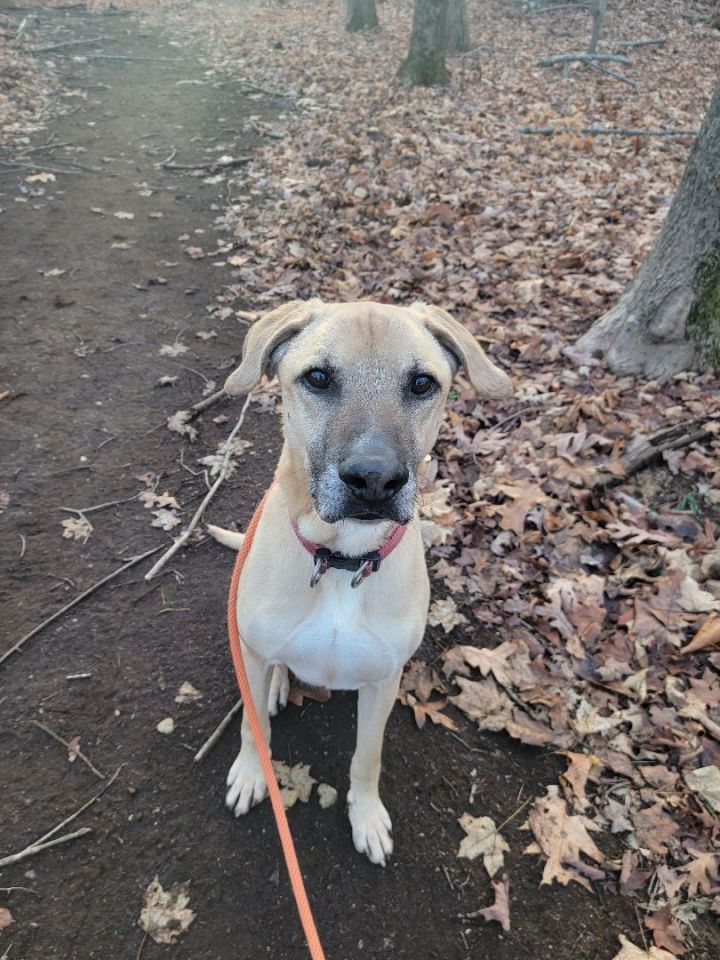 Dakota, an adoptable Yellow Labrador Retriever in Bedford, NY_image-4