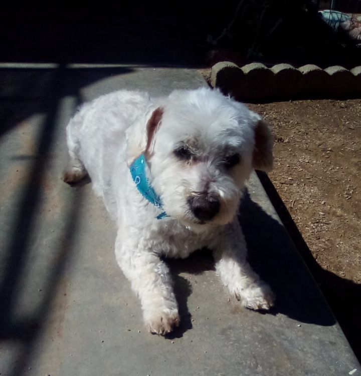 Jasper Dale, an adoptable Poodle & Dachshund Mix in Apple Valley, CA_image-2