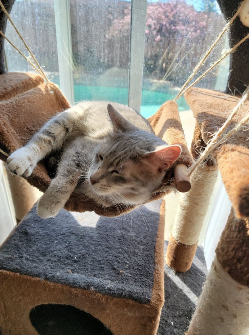 Peaches (Napa HM), an adoptable Domestic Short Hair in Napa, CA, 94558 | Photo Image 5