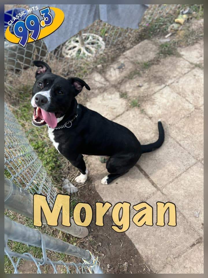Morgan, an adoptable Pit Bull Terrier, Black Labrador Retriever in Auburn, NY, 13021 | Photo Image 2