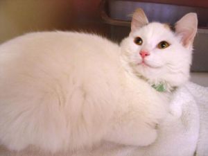 Paloma