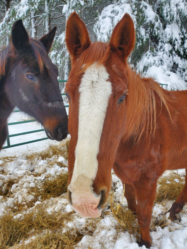 Cinnamon, an adoptable Quarterhorse in Hohenwald , TN_image-3