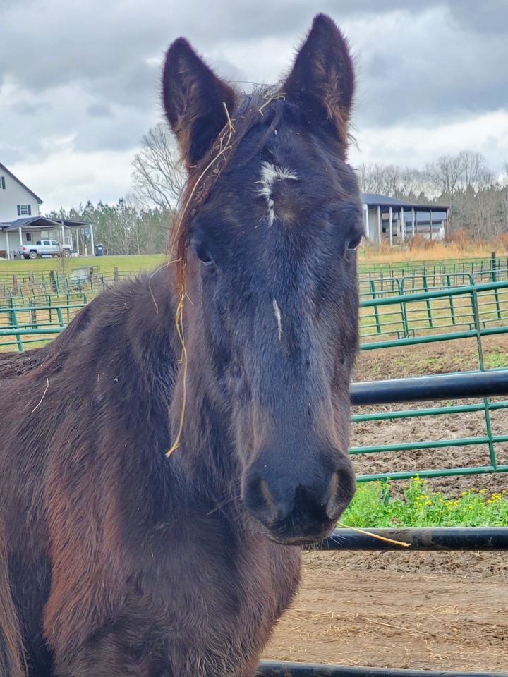 Coco, an adoptable Mustang in Hohenwald , TN_image-1