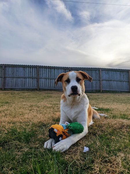 Beck, an adopted Great Pyrenees Mix in Springfield, MO_image-6