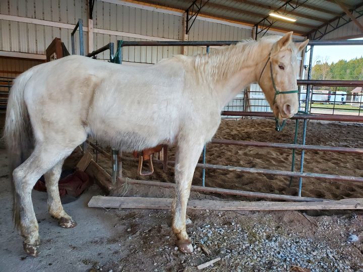 Cody, an adoptable Tennessee Walker in Hohenwald , TN_image-3