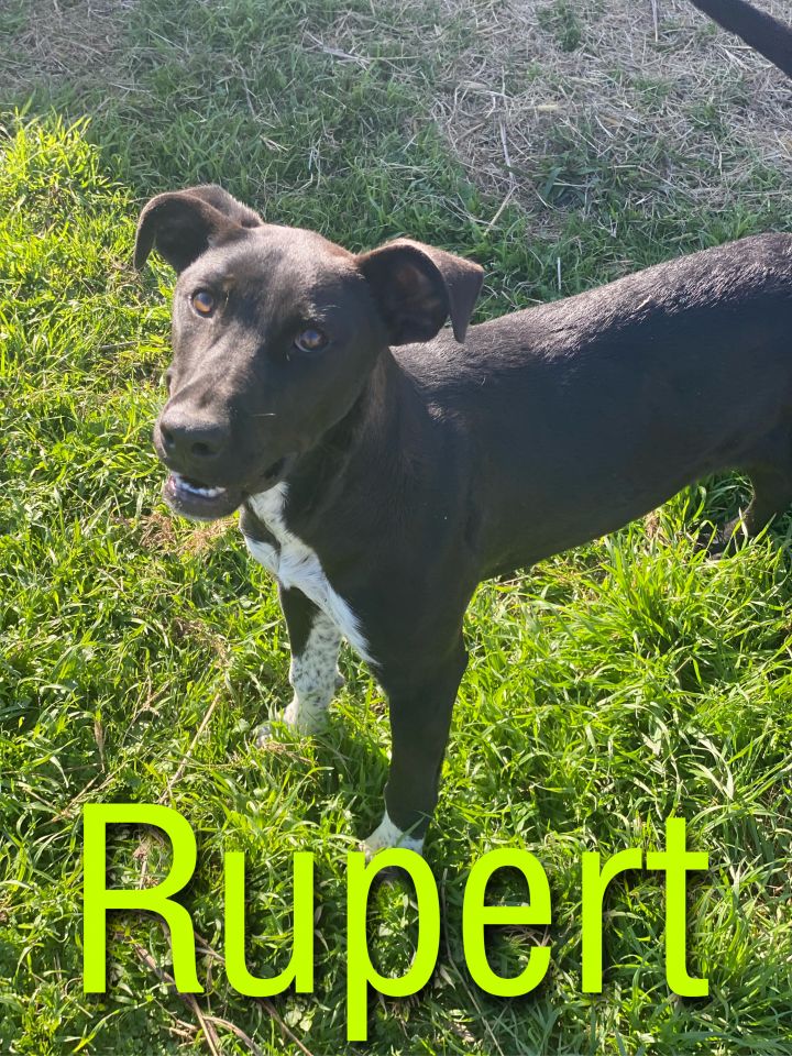 Rupert, an adoptable Labrador Retriever & Pit Bull Terrier Mix in Dallas, TX_image-1