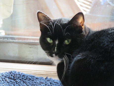 Petra , an adoptable Domestic Short Hair in Lasalle, QC_image-1