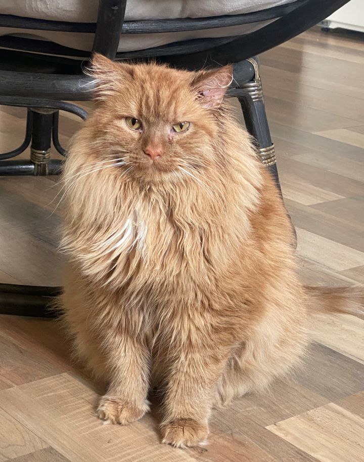 Sunshine, an adopted Domestic Long Hair Mix in Minneapolis, MN_image-1