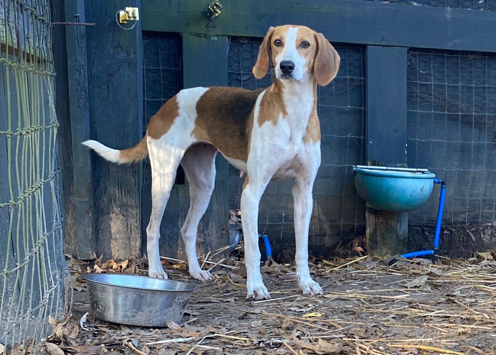 Emma, an adoptable Hound in Hollywood, SC, 29449 | Photo Image 1