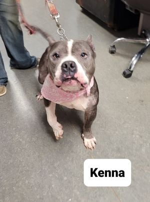 Kenna, an adoptable Pit Bull Terrier in Richmond, IN_image-4