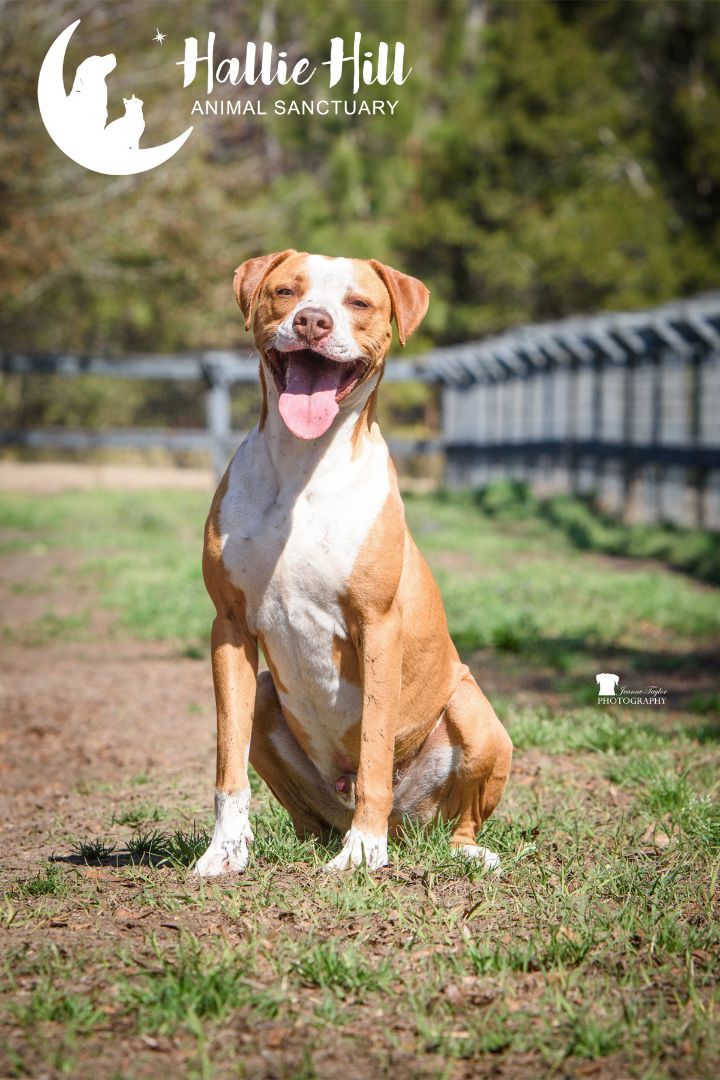 Simon, an adoptable Pit Bull Terrier in Hollywood, SC, 29449 | Photo Image 1