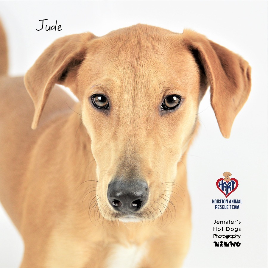 Jude, an adoptable Labrador Retriever, Terrier in Tomball, TX, 77377 | Photo Image 1