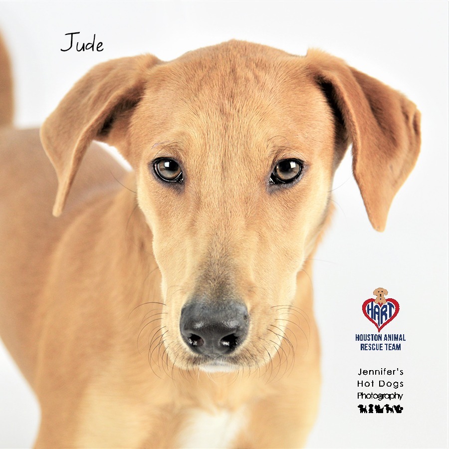 Jude, an adoptable Labrador Retriever, Terrier in Hockley, TX, 77447 | Photo Image 1