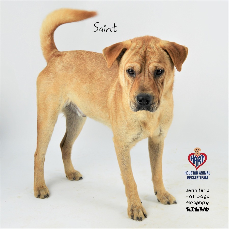 Saint, an adoptable Shar-Pei, Terrier in Tomball, TX, 77377 | Photo Image 2