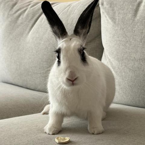 Burrito, an adoptable Bunny Rabbit in Richmond, CA_image-3