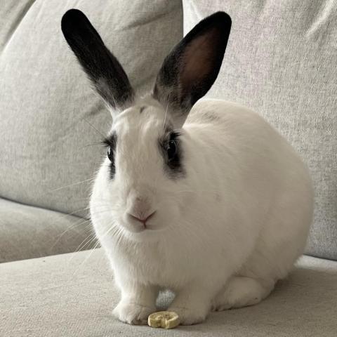 Burrito, an adoptable Bunny Rabbit in Richmond, CA_image-4