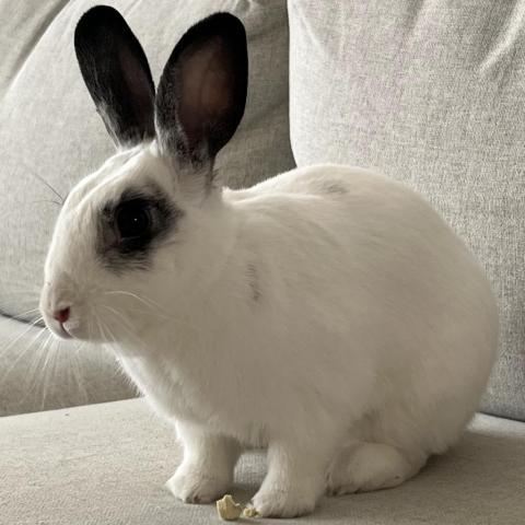 Burrito, an adoptable Bunny Rabbit in Richmond, CA_image-5