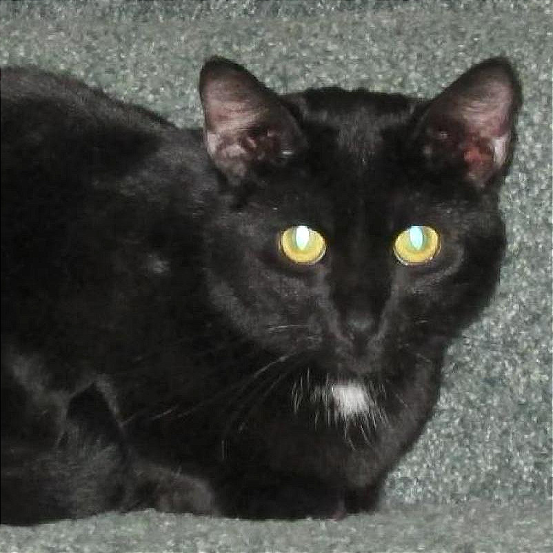 Houston, an adoptable Domestic Short Hair in Rochester, MN, 55903 | Photo Image 1