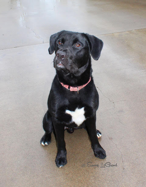 BRUNO, an adoptable Pit Bull Terrier & Labrador Retriever Mix in Phoenix, OR_image-2