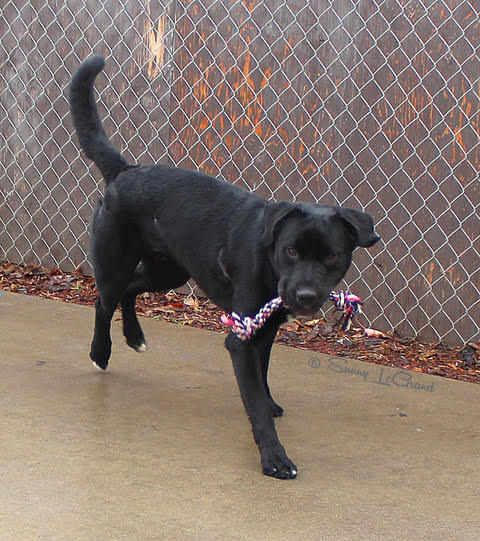 BRUNO, an adoptable Pit Bull Terrier & Labrador Retriever Mix in Phoenix, OR_image-3