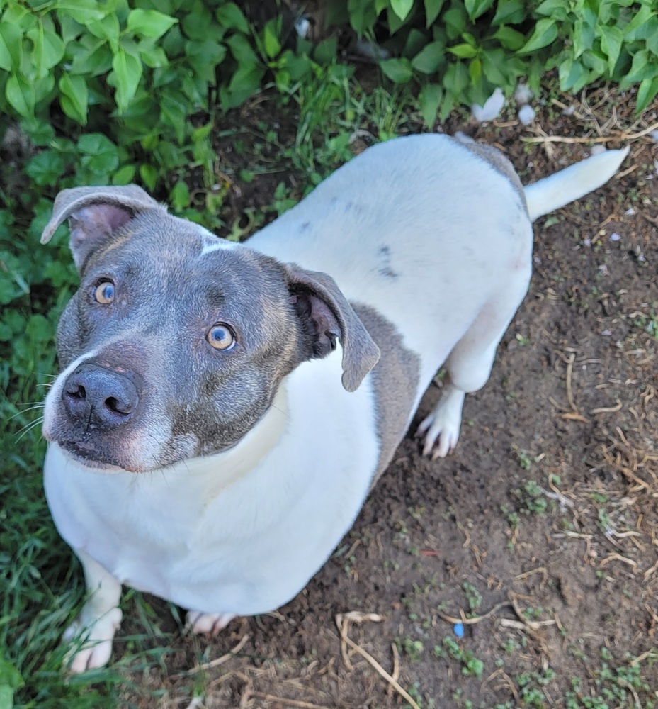 Booma, an adoptable Labrador Retriever, Pointer in Castle Rock, CO, 80104 | Photo Image 3