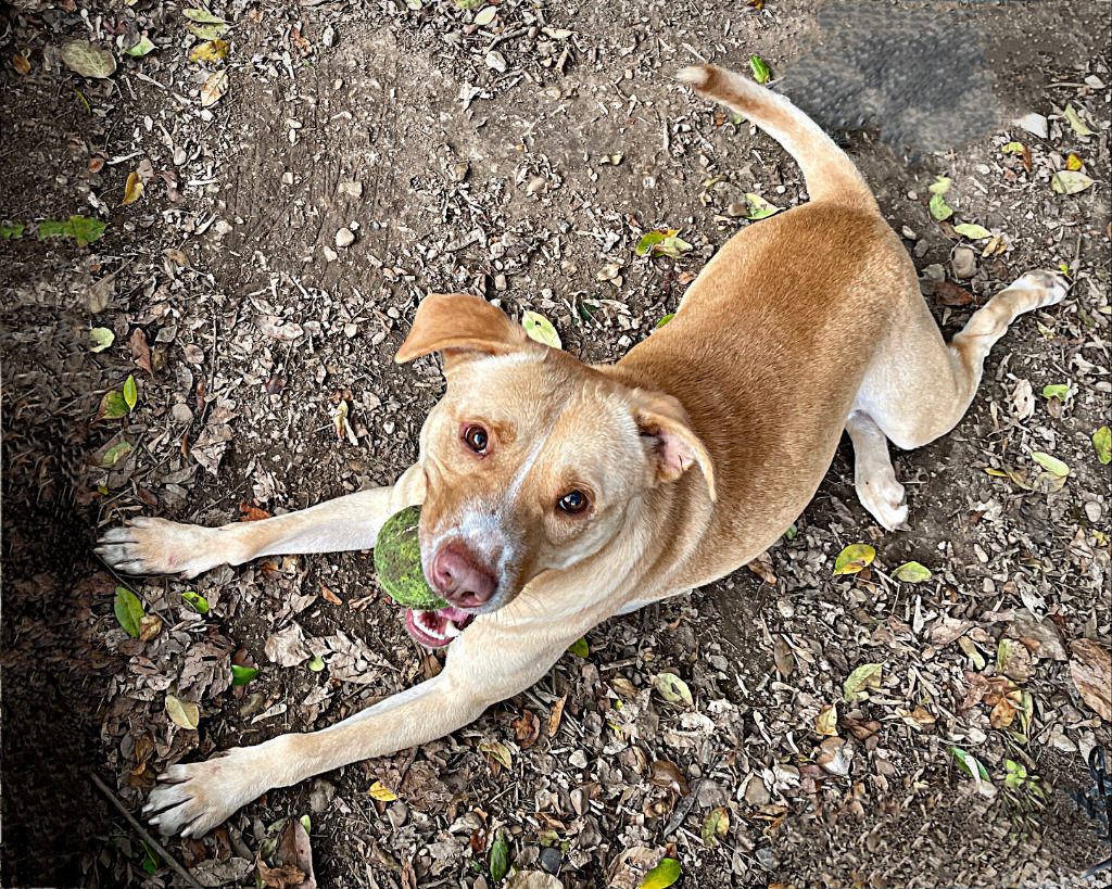 FINNLEY, an adoptable Labrador Retriever in Little Rock, AR, 72210 | Photo Image 2
