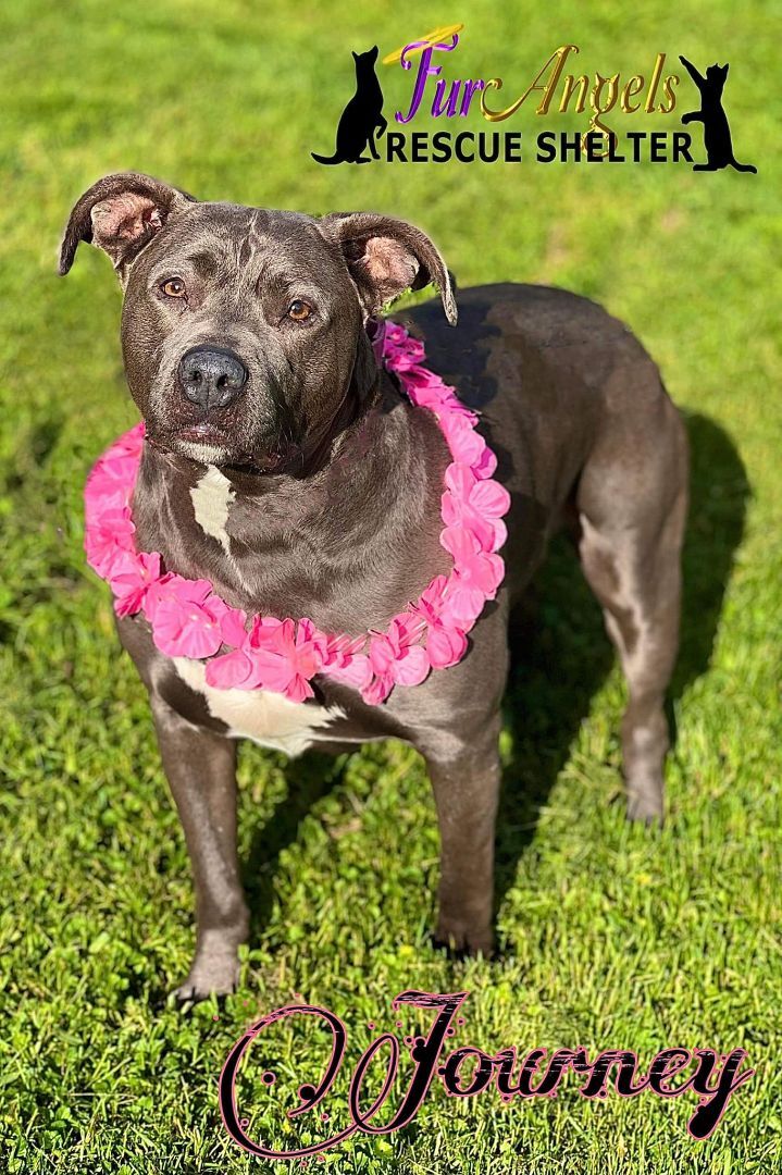 Journey, an adoptable Pit Bull Terrier in Toledo, OH, 43615 | Photo Image 1
