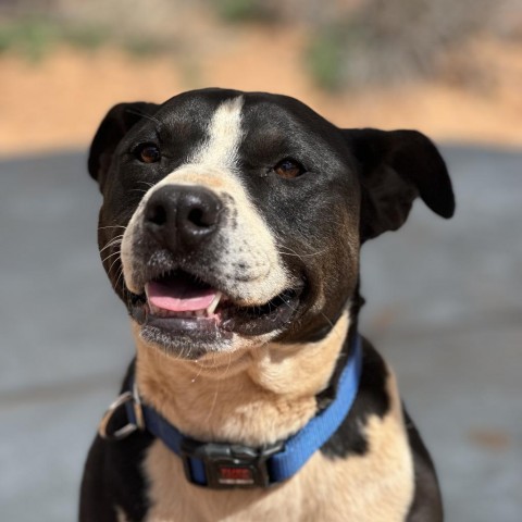 Betty White, an adoptable Pit Bull Terrier in Kanab, UT, 84741 | Photo Image 1