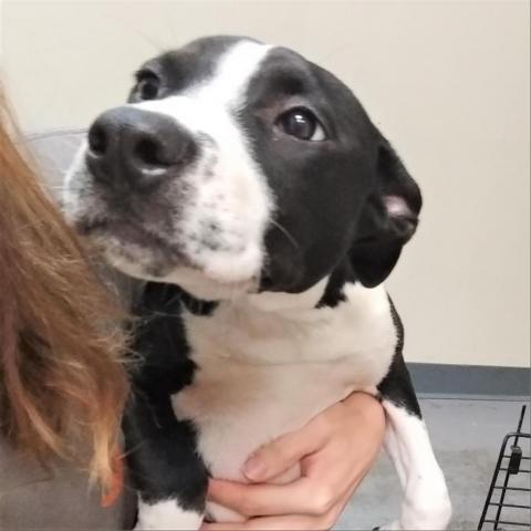 Betty White, an adoptable Pit Bull Terrier in Kanab, UT, 84741 | Photo Image 2