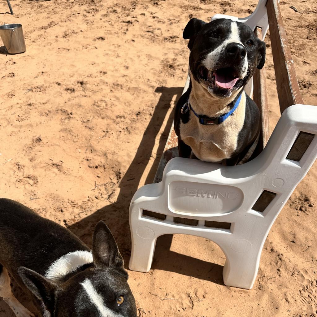 Betty White, an adoptable Pit Bull Terrier in Kanab, UT, 84741 | Photo Image 2