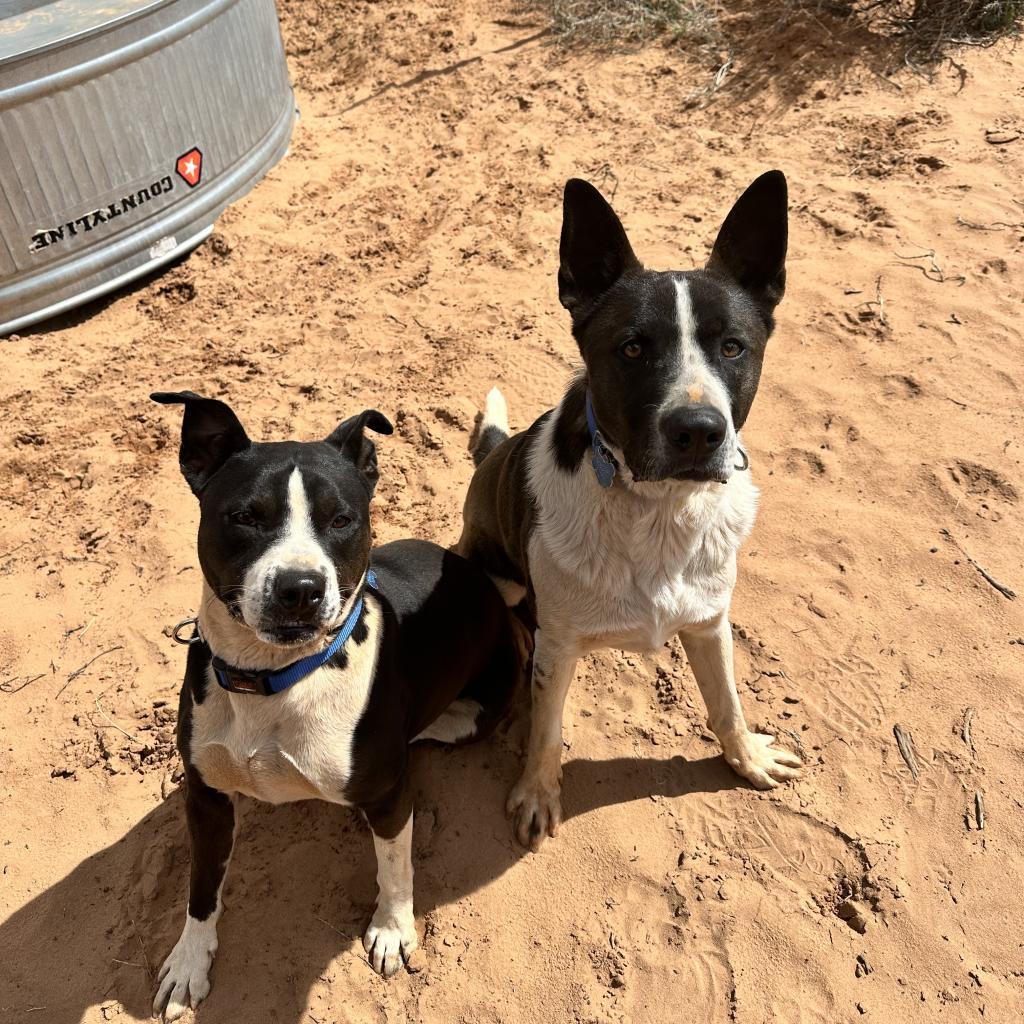 Betty White, an adoptable Pit Bull Terrier in Kanab, UT, 84741 | Photo Image 3