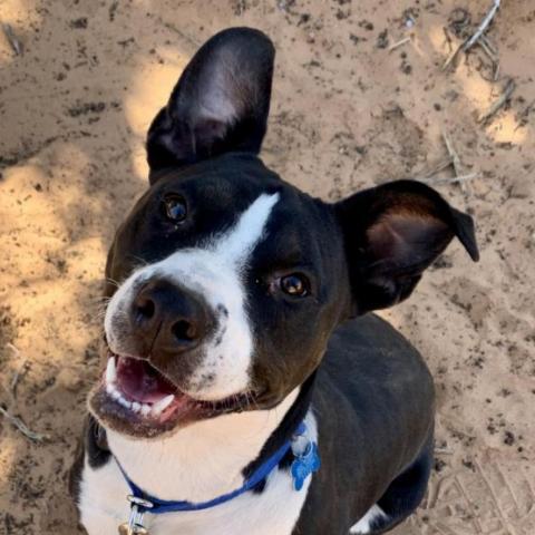 Betty White, an adoptable Pit Bull Terrier in Kanab, UT, 84741 | Photo Image 4