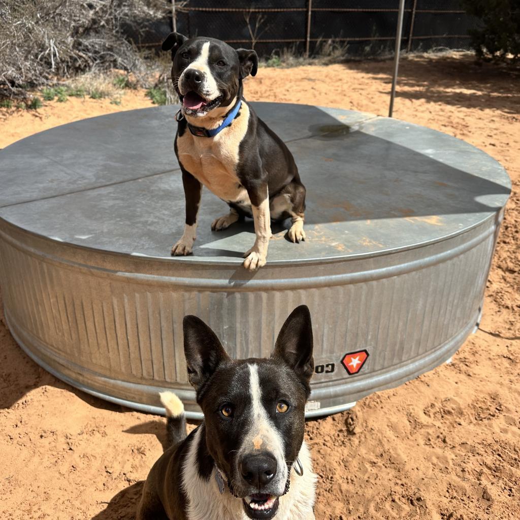 Betty White, an adoptable Pit Bull Terrier in Kanab, UT, 84741 | Photo Image 4