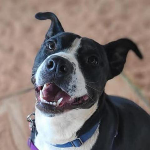 Betty White, an adoptable Pit Bull Terrier in Kanab, UT, 84741 | Photo Image 5