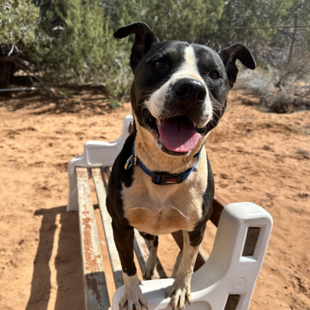 Betty White, an adoptable Pit Bull Terrier in Kanab, UT, 84741 | Photo Image 5