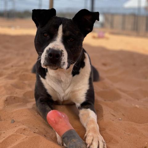 Betty White, an adoptable Pit Bull Terrier in Kanab, UT, 84741 | Photo Image 6