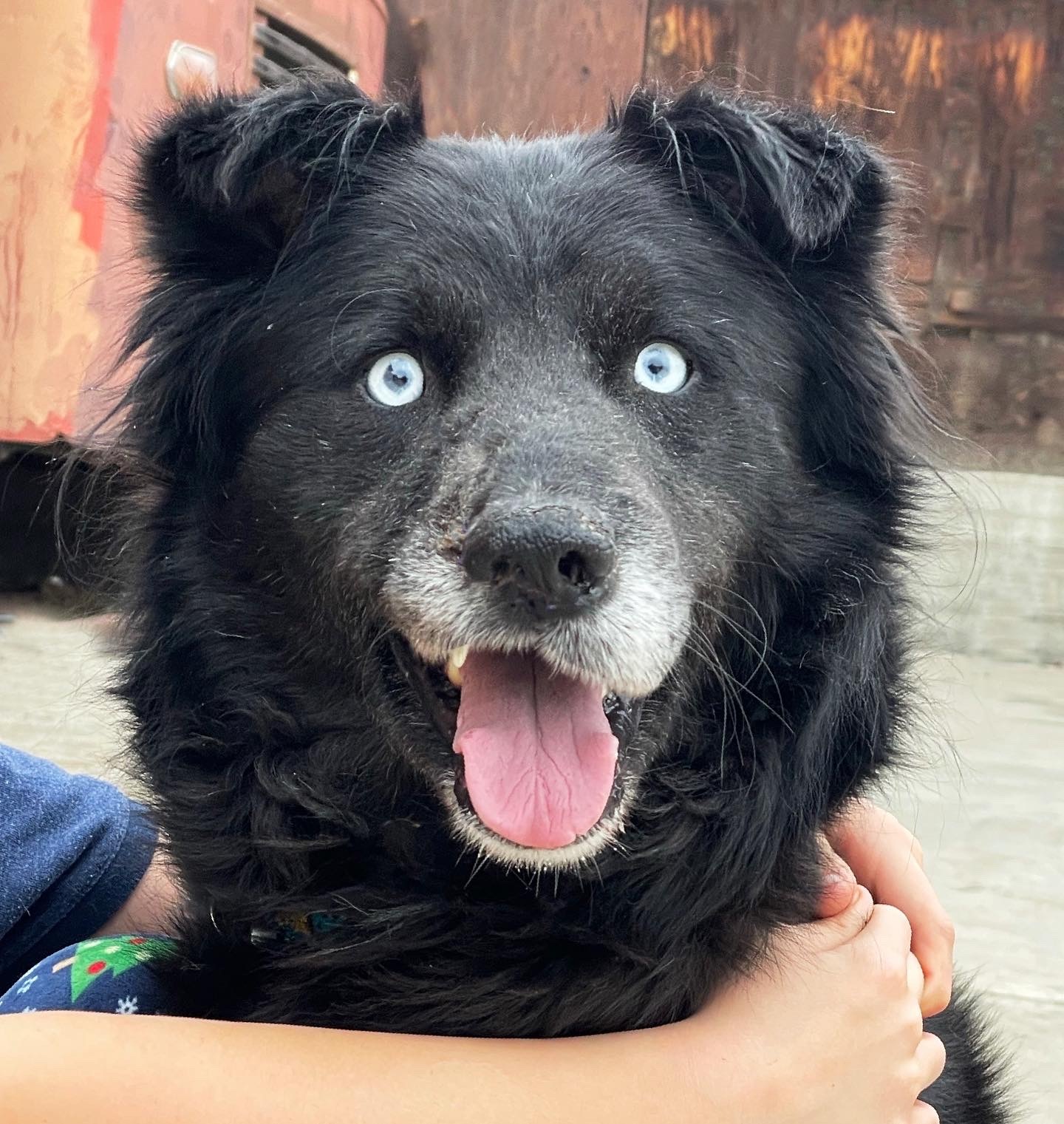 Dog for adoption - Sky, a Border Collie & Australian Shepherd Mix in Los Angeles, CA