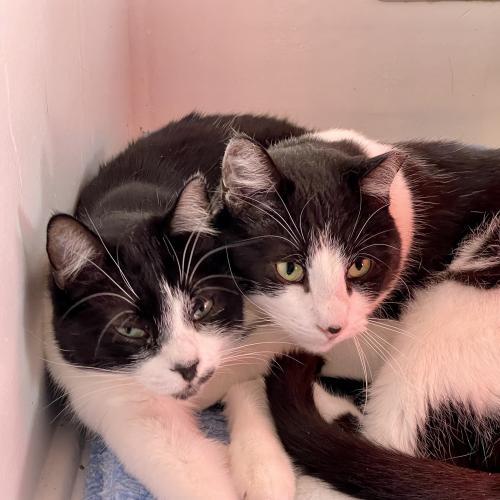 Thornton (and Jarrod), an adopted Domestic Short Hair Mix in Santa Fe, NM_image-2