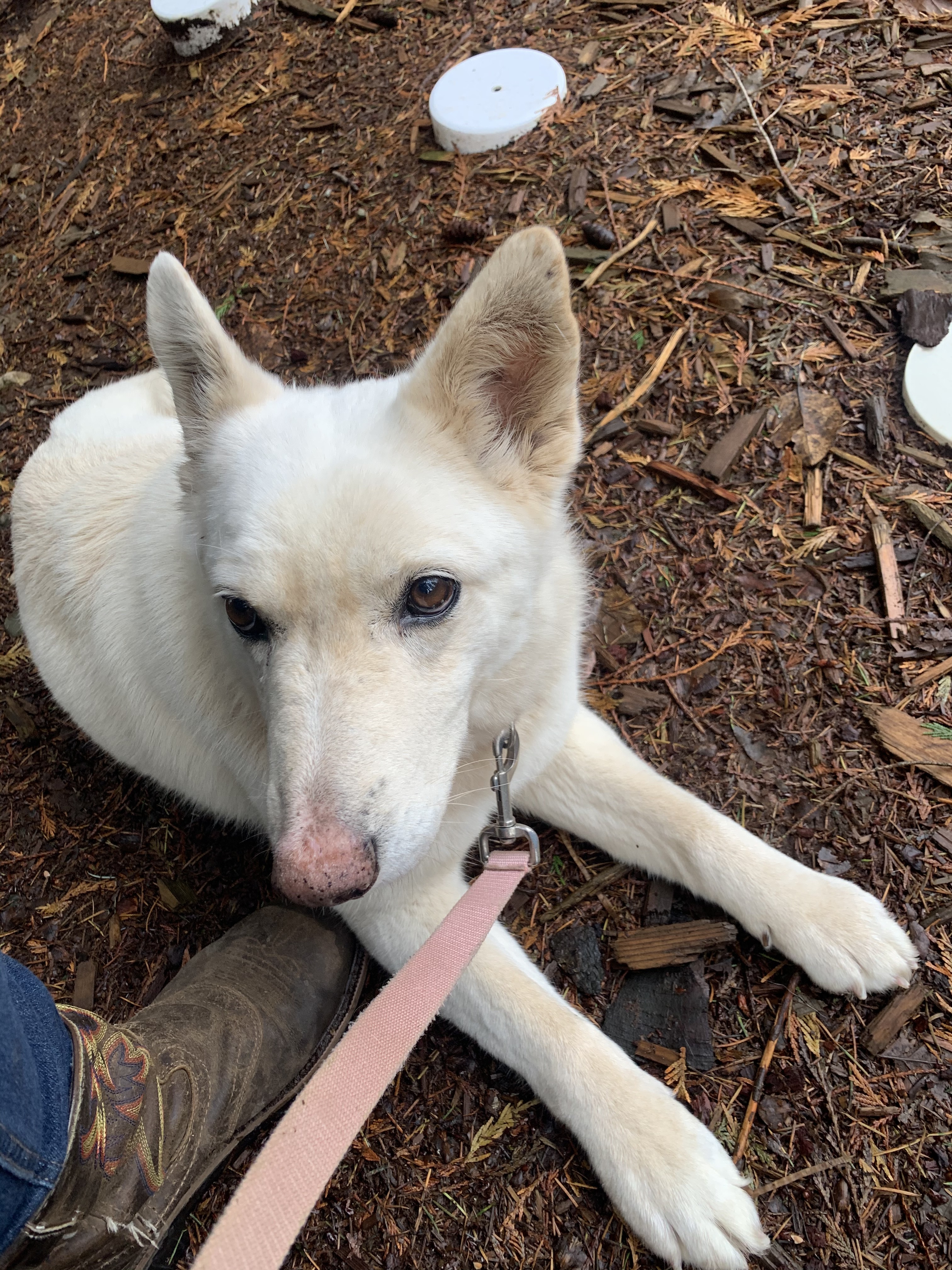 Gracie, an adoptable German Shepherd Dog, Jindo in Woodinville, WA, 98077 | Photo Image 1