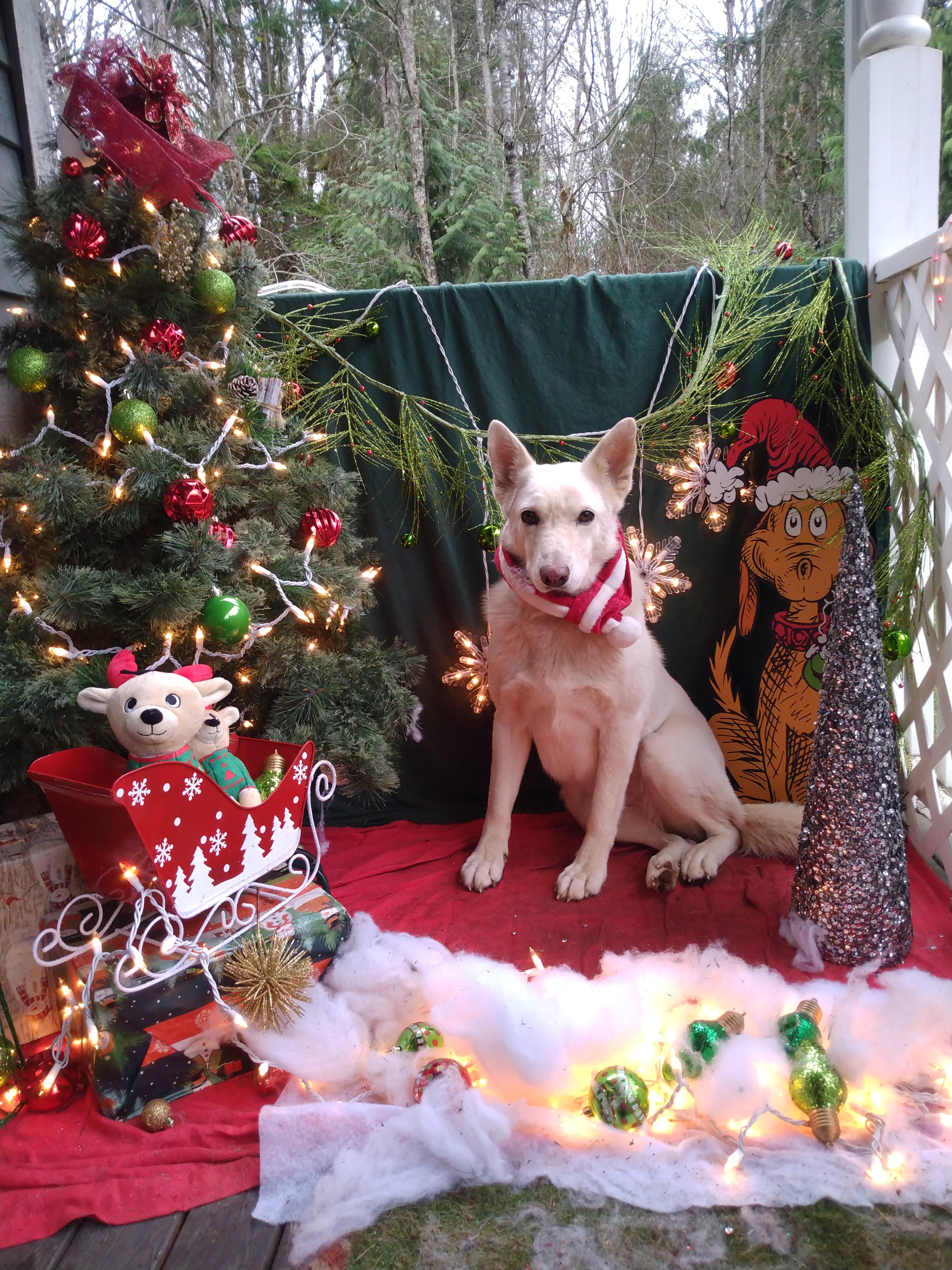 Gracie, an adoptable German Shepherd Dog, Jindo in Woodinville, WA, 98077 | Photo Image 2
