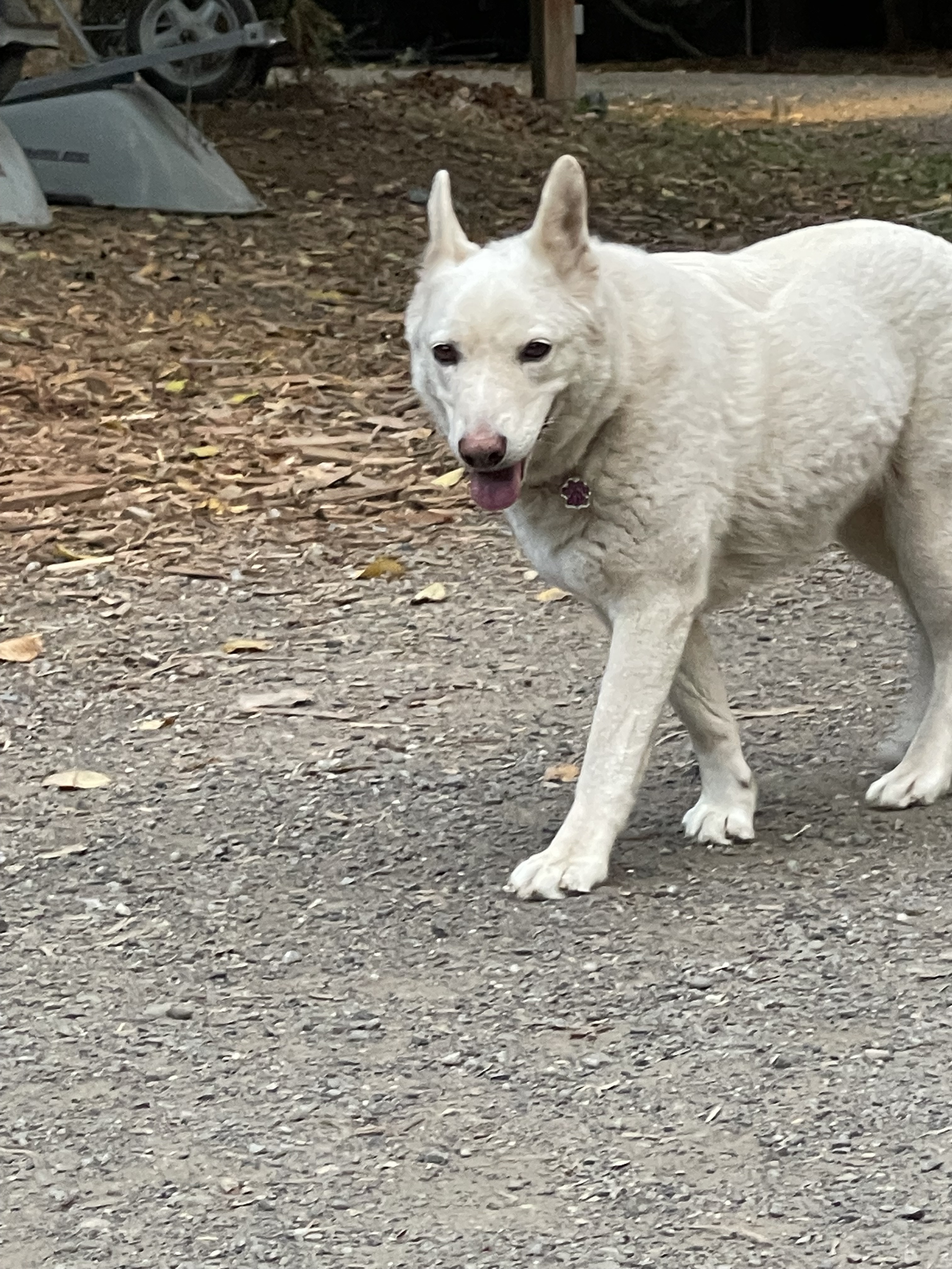 Gracie, an adoptable German Shepherd Dog, Jindo in Woodinville, WA, 98077 | Photo Image 3