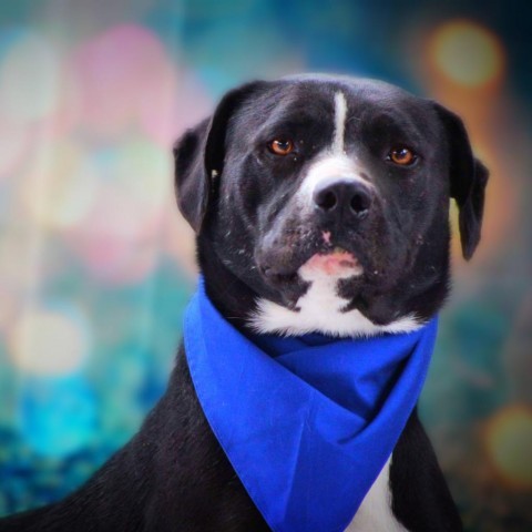 Bravo JuM*, an adoptable American Bulldog, Black Labrador Retriever in Austin, TX, 78701 | Photo Image 2