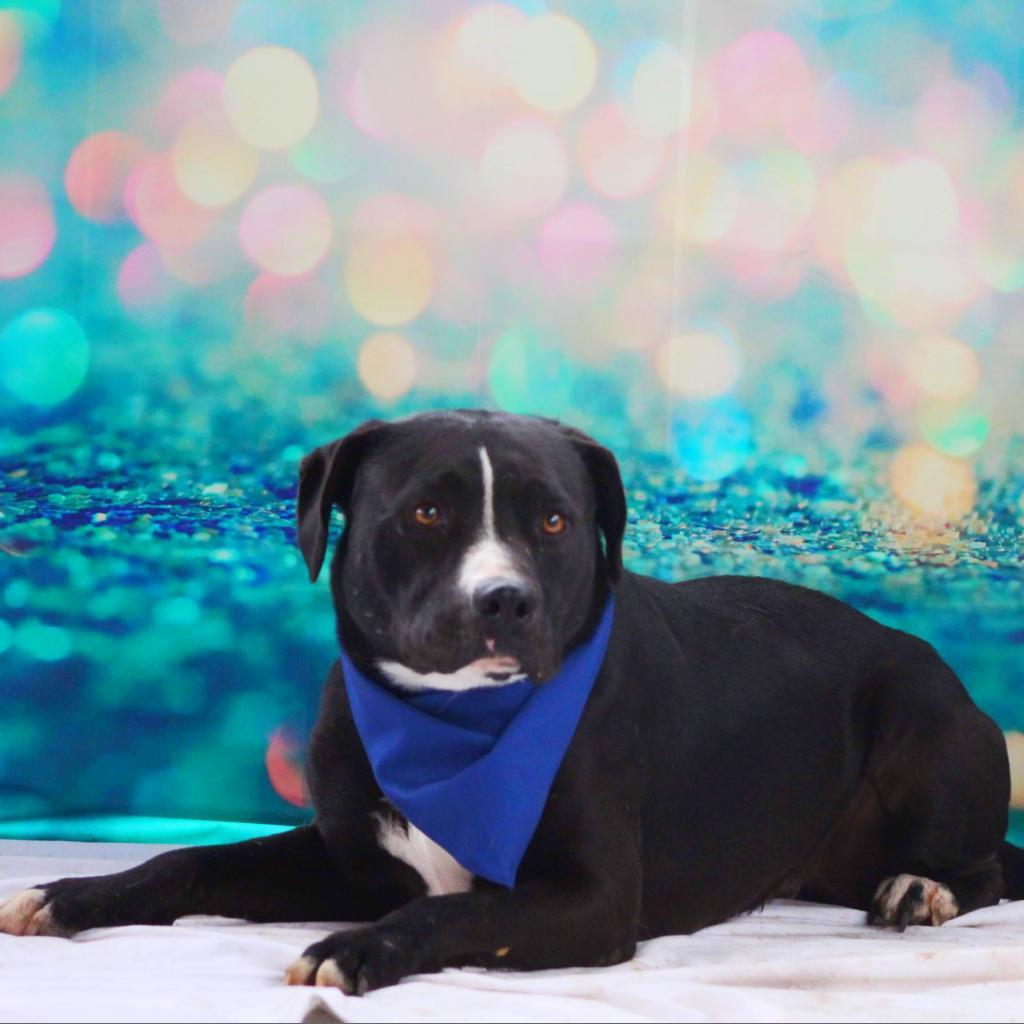 Bravo JuM*, an adoptable American Bulldog, Black Labrador Retriever in Austin, TX, 78701 | Photo Image 4