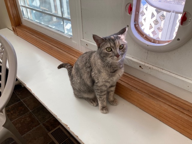 Topeka, an adopted Dilute Tortoiseshell Mix in Ridgway, CO_image-2