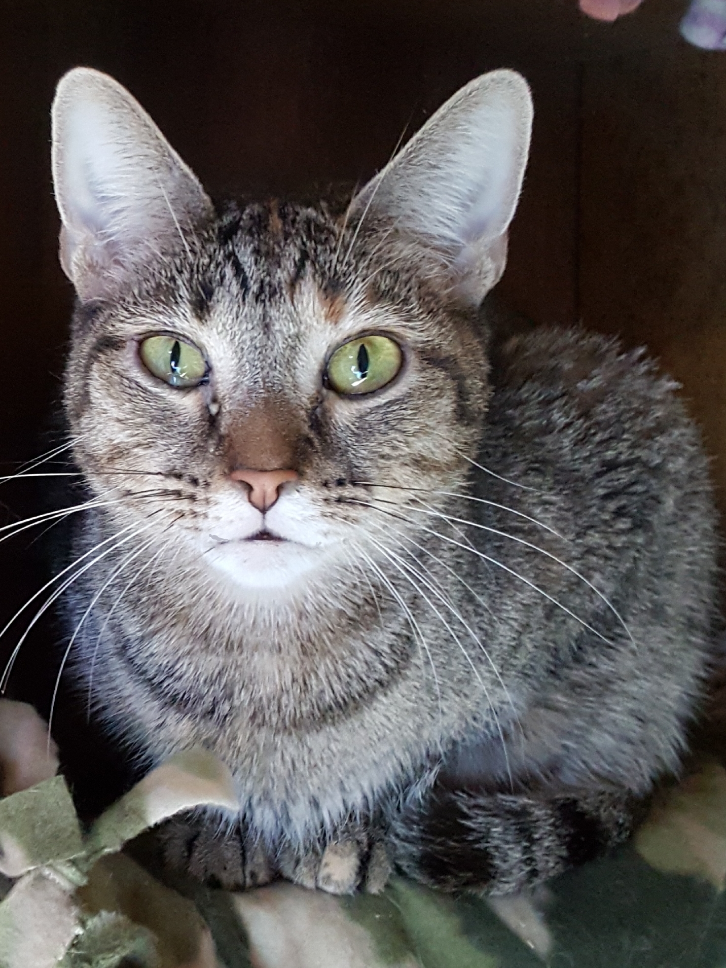 Cherry Ruby +pics, an adoptable Abyssinian, Torbie in Lyons, IL, 60534 | Photo Image 2